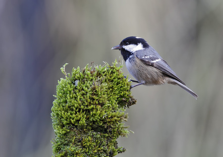 coal tit with unfocused background in their natural environmentの写真素材