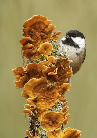 coal tit with unfocused background in their natural environmentの写真素材