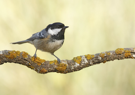 coal tit with unfocused background in their natural environmentの写真素材