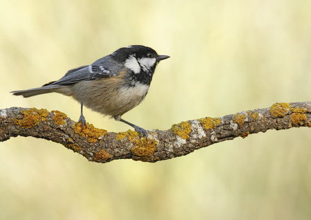 coal tit with unfocused background in their natural environmentの写真素材