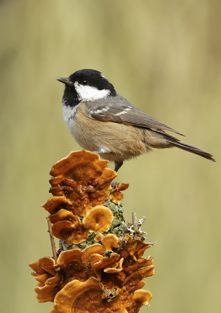 coal tit with unfocused background in their natural environmentの写真素材
