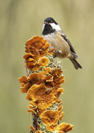 coal tit with unfocused background in their natural environmentの写真素材