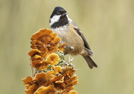 coal tit with unfocused background in their natural environmentの写真素材