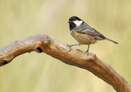 coal tit with unfocused background in their natural environmentの写真素材
