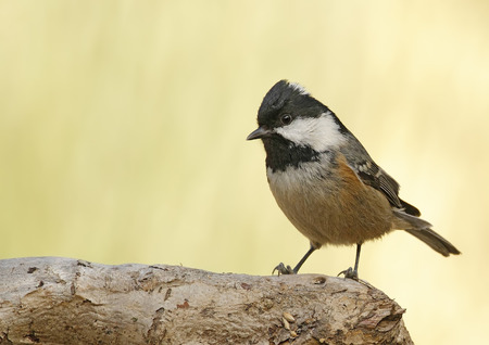 coal tit with unfocused background in their natural environmentの写真素材
