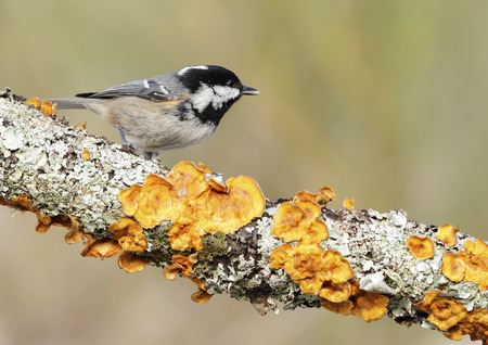 coal tit with unfocused background in their natural environmentの写真素材