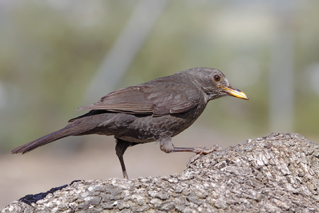 blackbird in the foreground with unfocused background in their habitatの写真素材