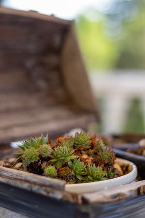 close little barrel with cactus inside verticalの写真素材