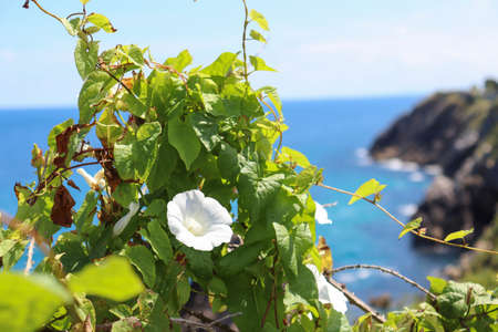 small white flower with sea coast landscape in the backgroundの写真素材