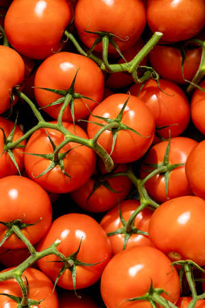 Close-up of fresh red tomatoesの写真素材