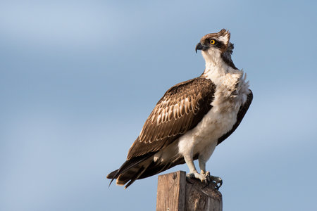 Osprey (Pandion haliaetus), a migratory eagleの写真素材