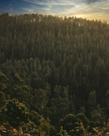 Golden hour in the woods of Galicia, Spain