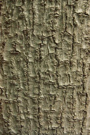 Avocado Tree Barkの写真素材