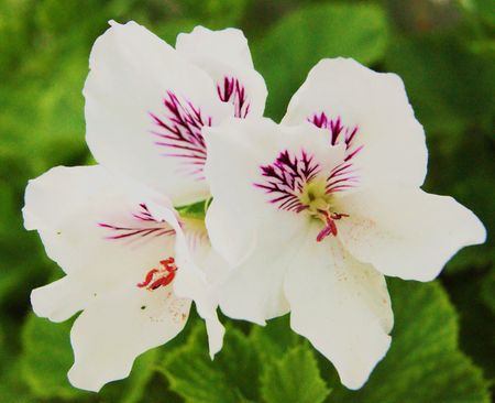 Purple Veinsの写真素材