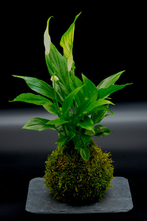 White flowers on black backgroundの写真素材