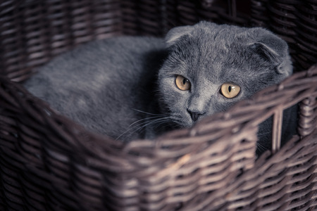 Gray cat on a basketの写真素材