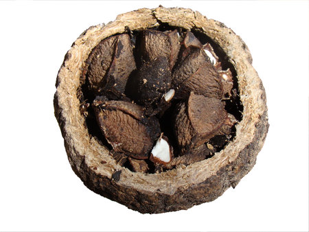 Brazil Nut