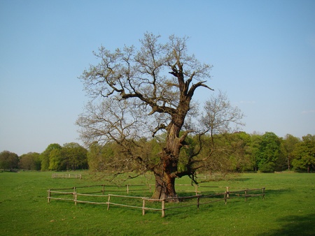 Protected Treeの写真素材