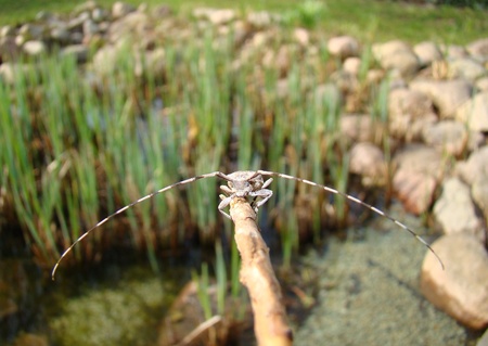 Siberian Timberman Beetleの写真素材