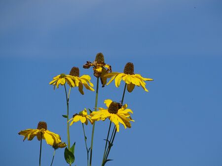 Blossoms of the Coneflower.の写真素材