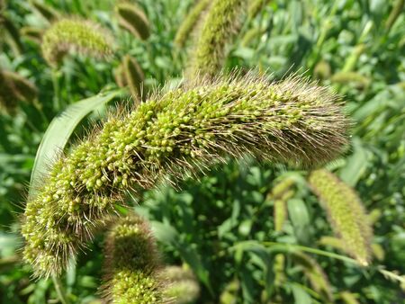 Fruits of the Millet plant.の写真素材