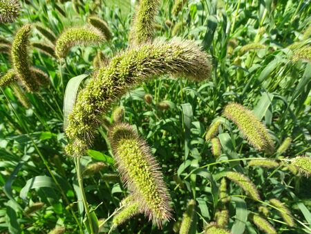 Fruits of the Millet plant.の写真素材