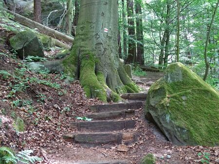 Trail with many steps in the Saxon Switzerland.の写真素材
