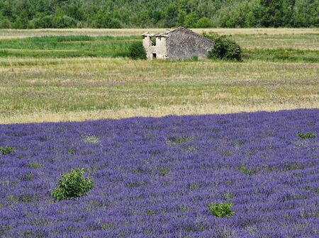 Lavender field in the French Provence. In the sunshine it smells impressive.の写真素材
