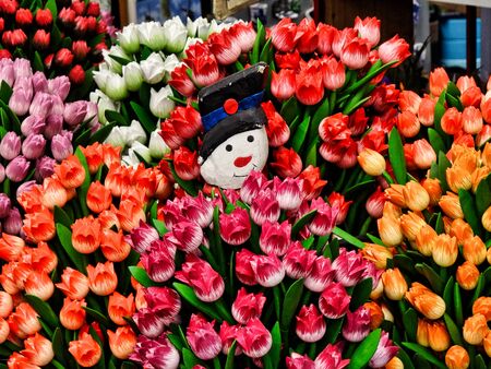 Stalls selling colorful tulips can be seen everywhere in the Netherlands.の写真素材