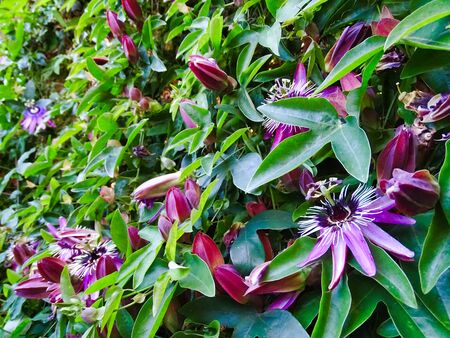 The fruit of the passionflower is the passion fruit, also known as Maracuja.の写真素材