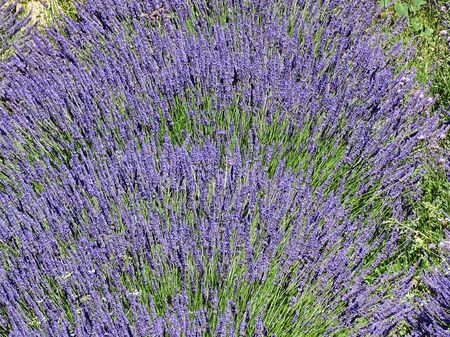 Lavender field in the French Provence. The scent is overwhelming, standing in a lavender field is a very special experience.の写真素材