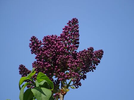 The lilacs in our garden are not only nice to look at, also many insects like their smelling. Many peaceful hornets visit their blossoms.の写真素材