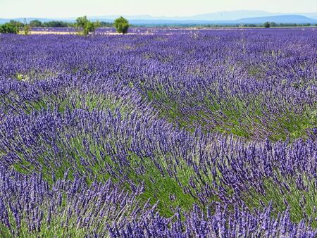 Lavender field in the French Provence. The scent is overwhelming, standing in a lavender field is a very special experience.の写真素材