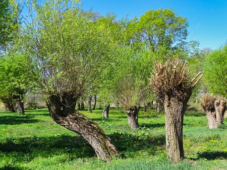 Meadow with some old willows. The branches were cut off to weave baskets out of them.の写真素材