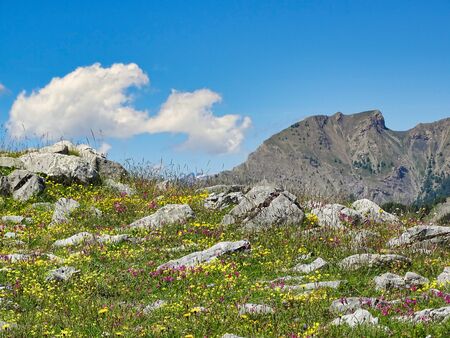 Mountain meadows at altitudes of 2000 meters have always a special charm with the many wild flowers and limestones, as here in the French Alps on the Col des Champs near Colmar.の写真素材