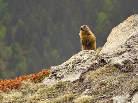 Marmots are not rarely to see whili hiking. This beautiful one is being on sentry duty.の写真素材