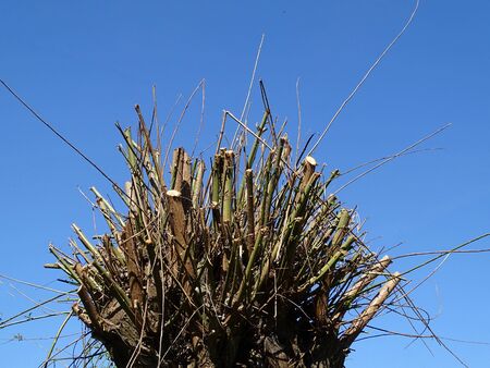 Cropped head of an old willow tree. The branches were cut off to weave baskets out of them.の写真素材