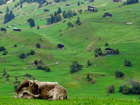 Hunchback, green alpine meadow with cow and huts in Switzerland.の写真素材