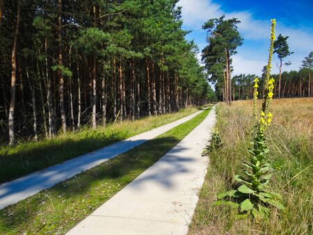 Colorful landscape in spring with a bike path and wildflowers.の写真素材