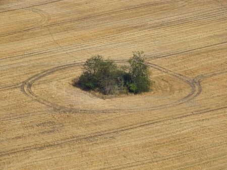 Utopic circles in a corn field.の写真素材