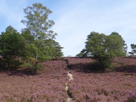 In August wide areas of heath are colorful blooming.の写真素材