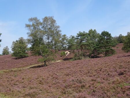 In August wide areas of heath are colorful blooming.の写真素材