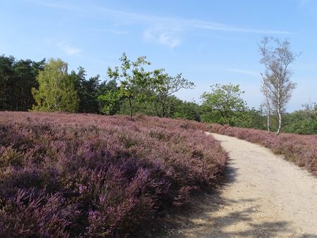 In August wide areas of heath are colorful blooming.の写真素材