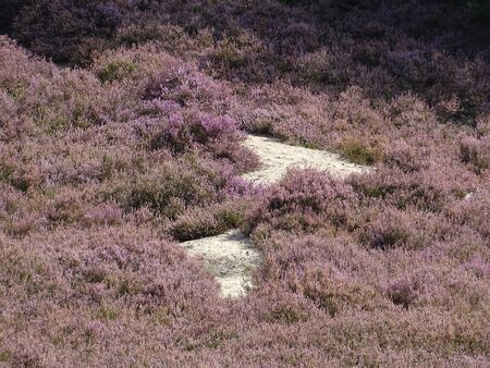 In August wide areas of heath are colorful blooming.の写真素材