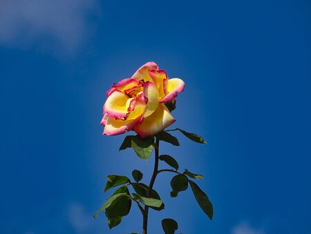 Single Flower isolated against the blue sky.の写真素材