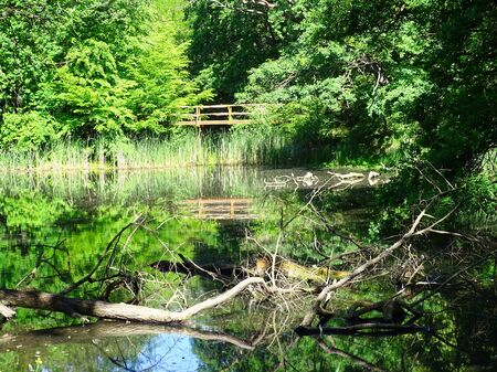 Wild nature with a small lake in a forest.の写真素材