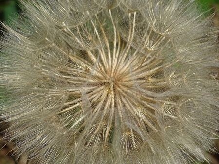 Blossom of the Meadow Salsify, which looks like a giant Blowball.の写真素材