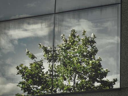 Tree reflected in a modern office window. (bw)の写真素材