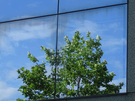 Tree reflected in a modern office window.の写真素材