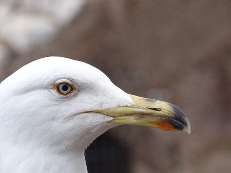 Portrait of an attentive seagull hoping for food.の写真素材